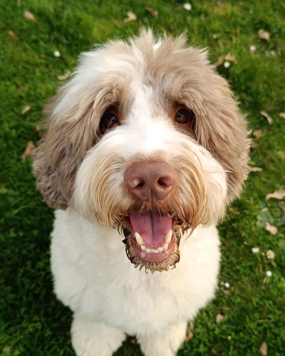 Australian Labradoodles - Noa