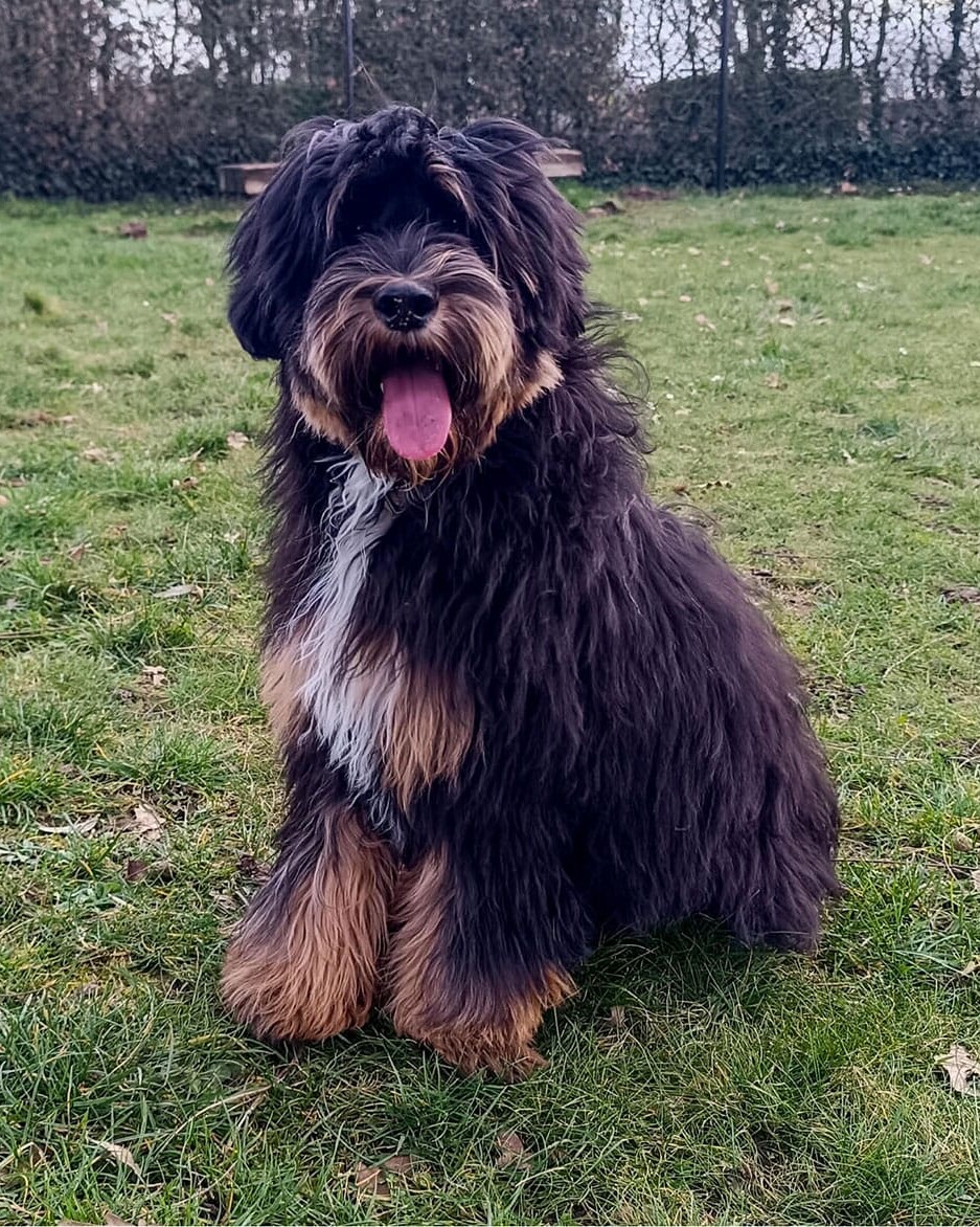 Australian Labradoodles - Phil