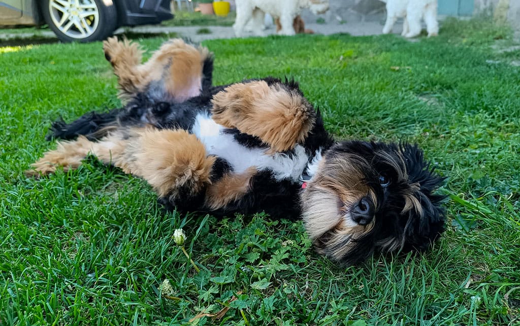 Australian Labradoodles - Phil