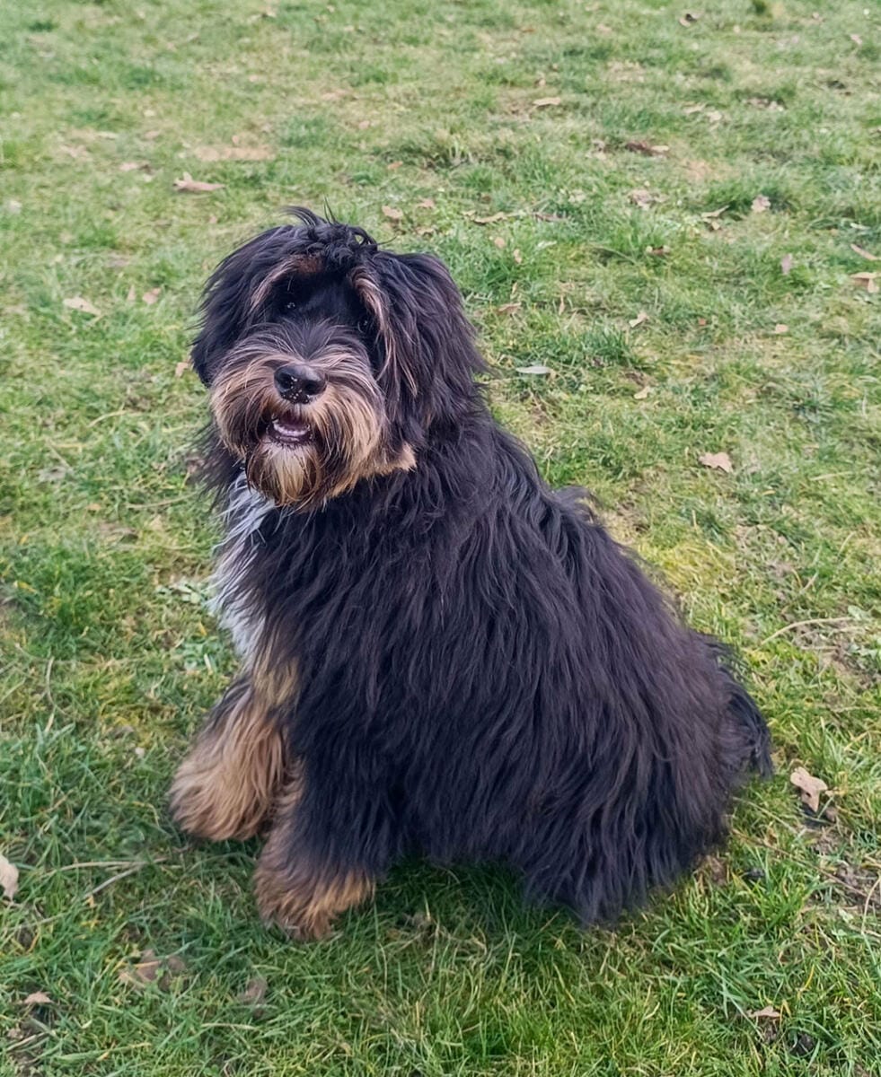 Australian Labradoodles - Phil