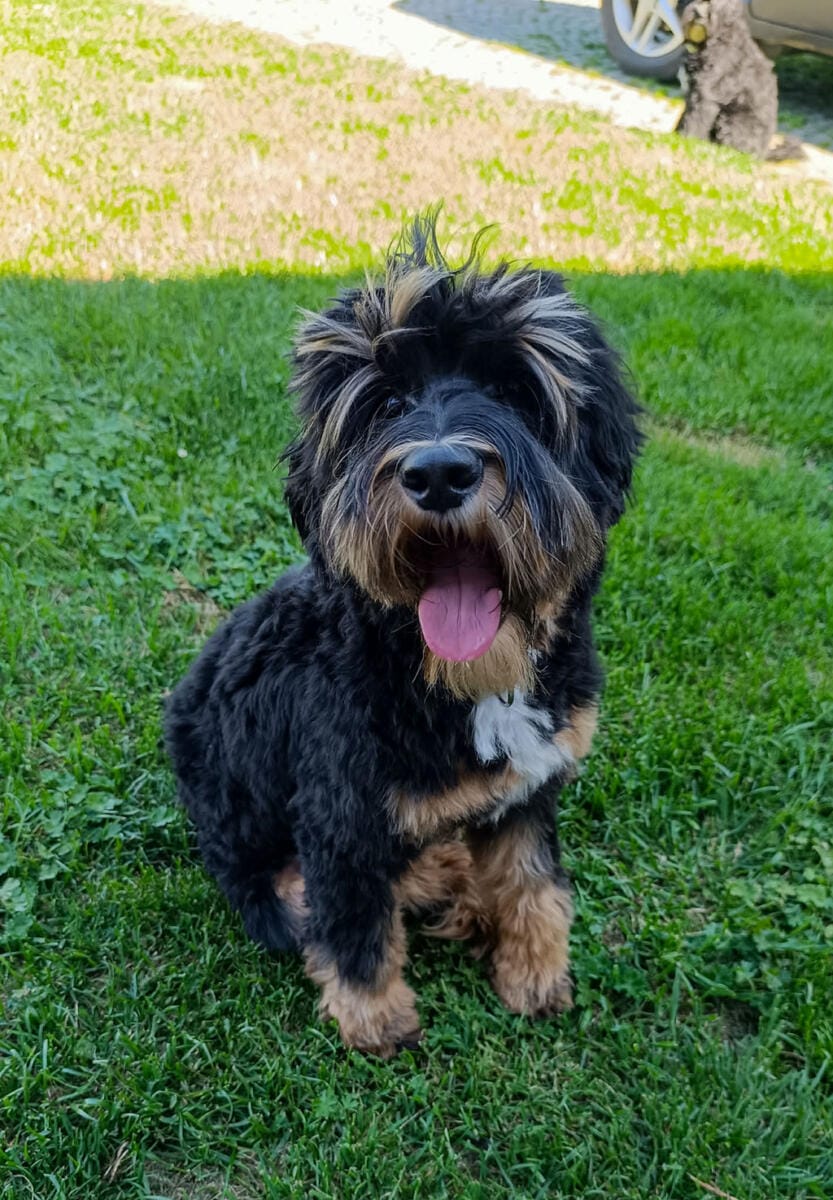 Australian Labradoodles - Phil