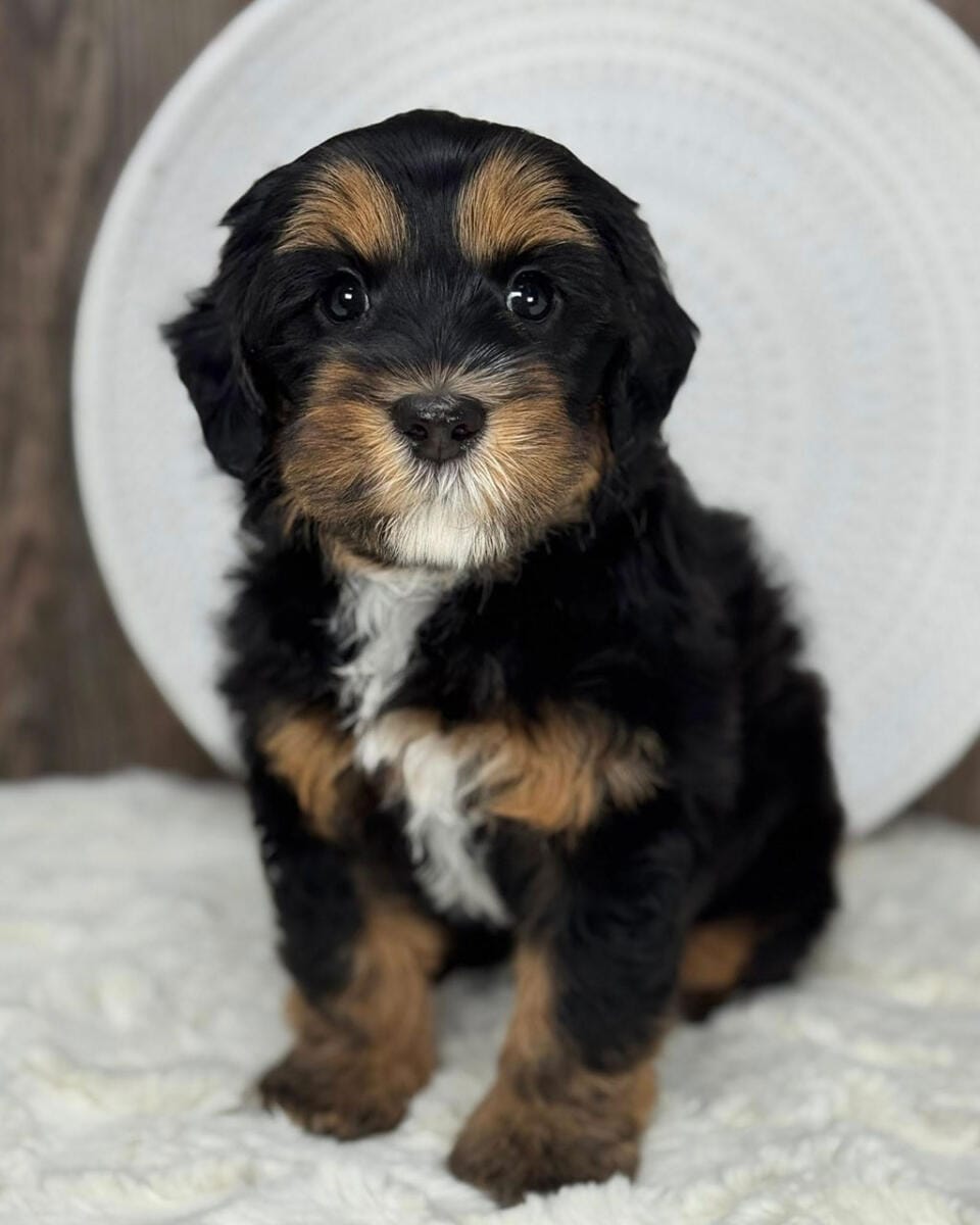 Australian Labradoodles - Phil