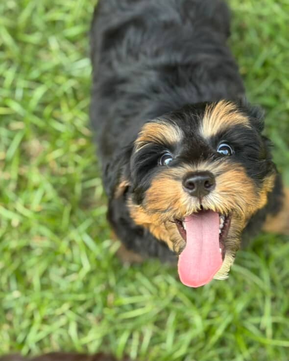 Australian Labradoodles - Phil