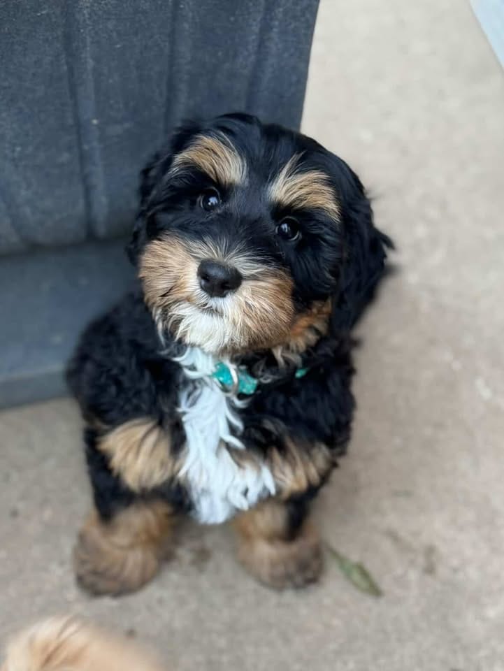 Australian Labradoodles - Phil