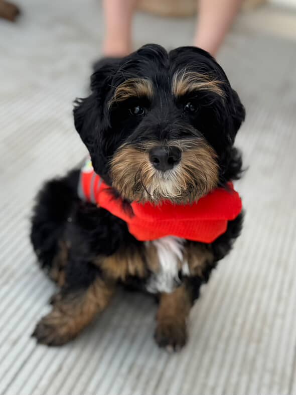 Australian Labradoodles - Phil