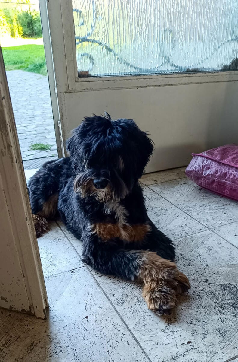 Australian Labradoodles - Phil