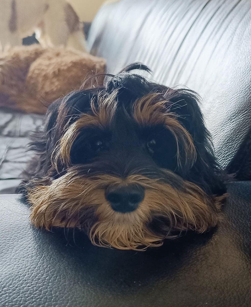 Australian Labradoodles - Phil