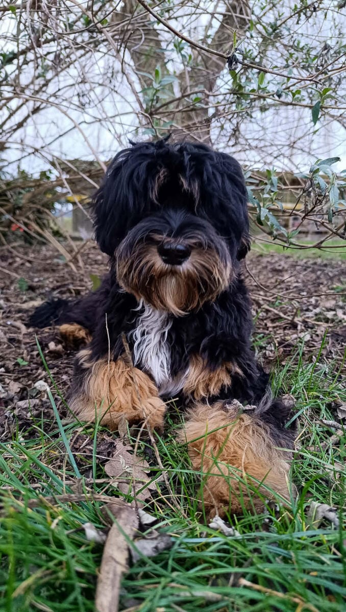 Australian Labradoodles - Phil