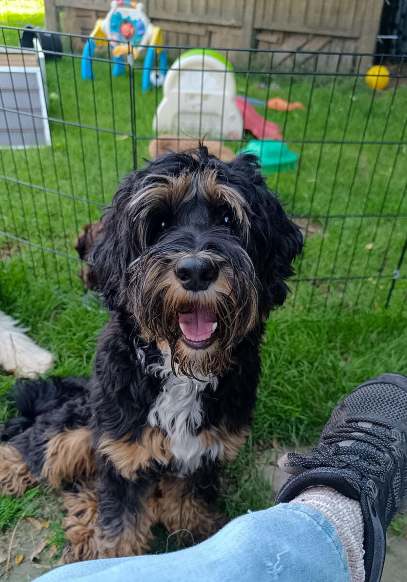 Australian Labradoodles - Phil