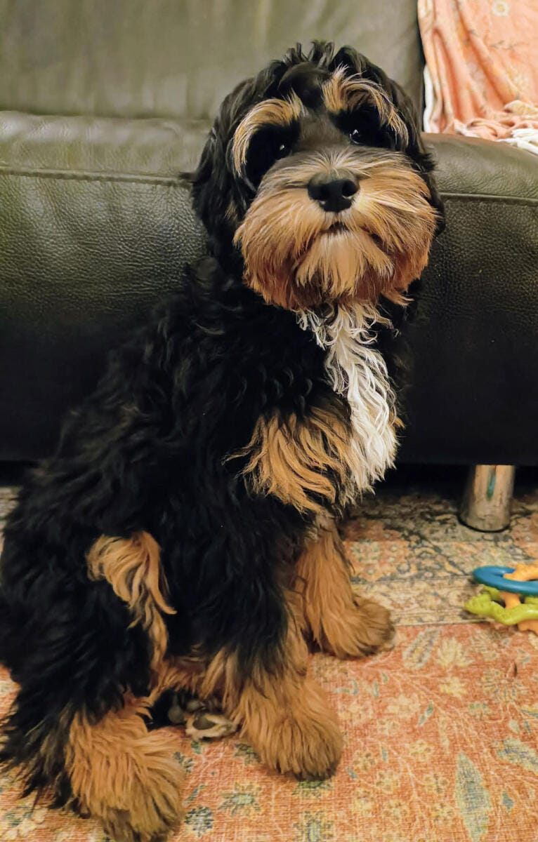 Australian Labradoodles - Phil