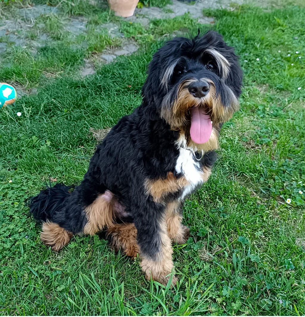 Australian Labradoodles - Phil