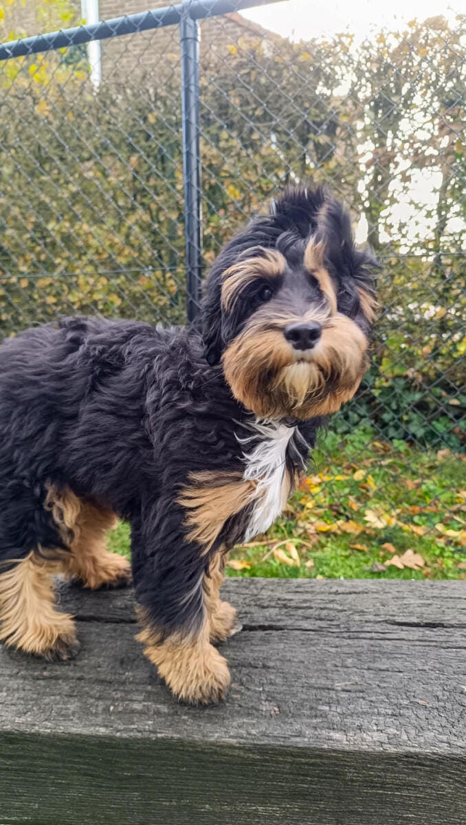 Australian Labradoodles - Phil