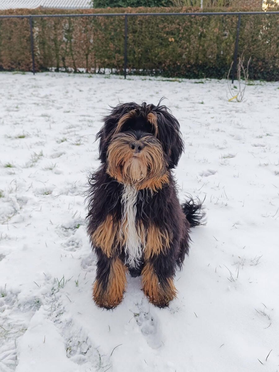Australian Labradoodles - Phil
