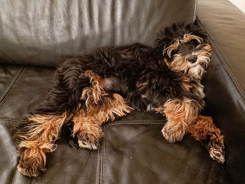 Australian Labradoodles - Phil
