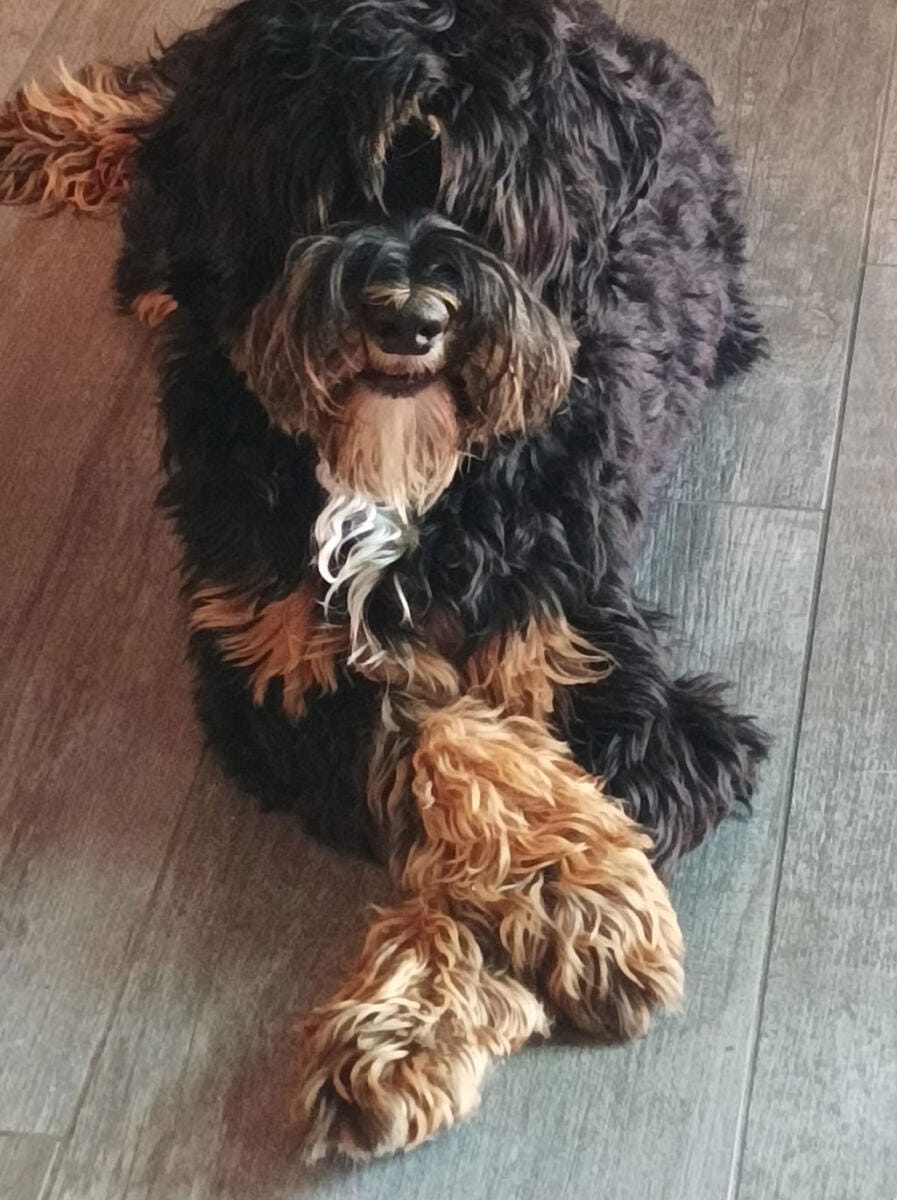 Australian Labradoodles - Phil