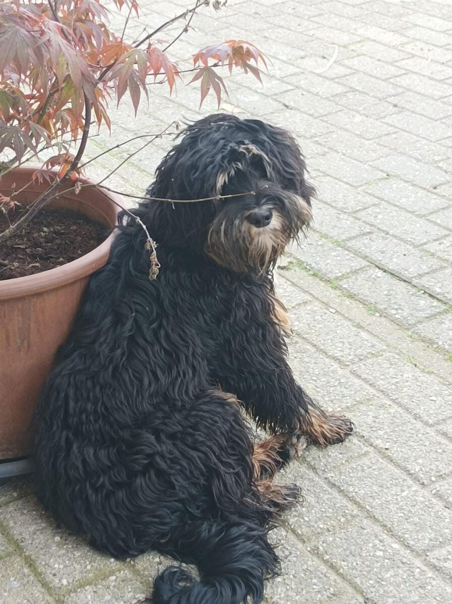 Australian Labradoodles - Phil