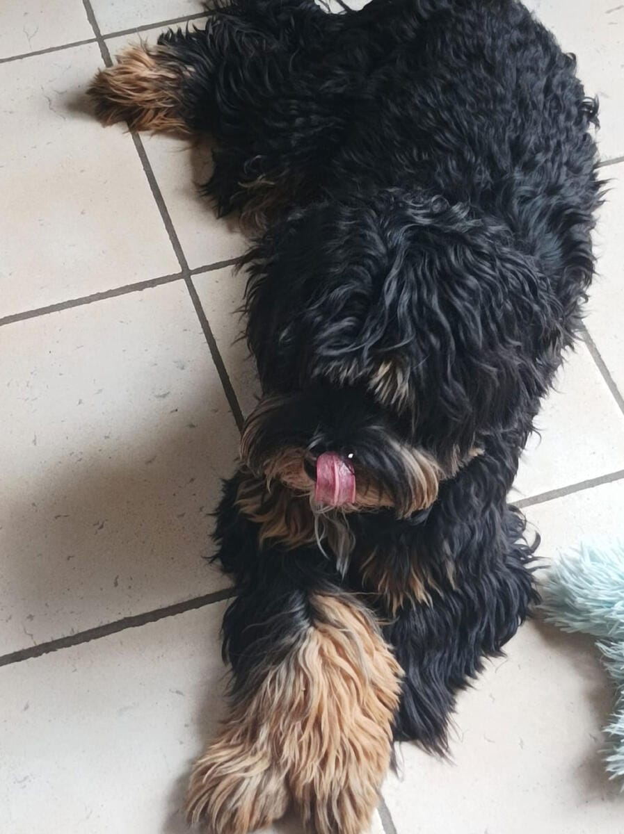 Australian Labradoodles - Phil