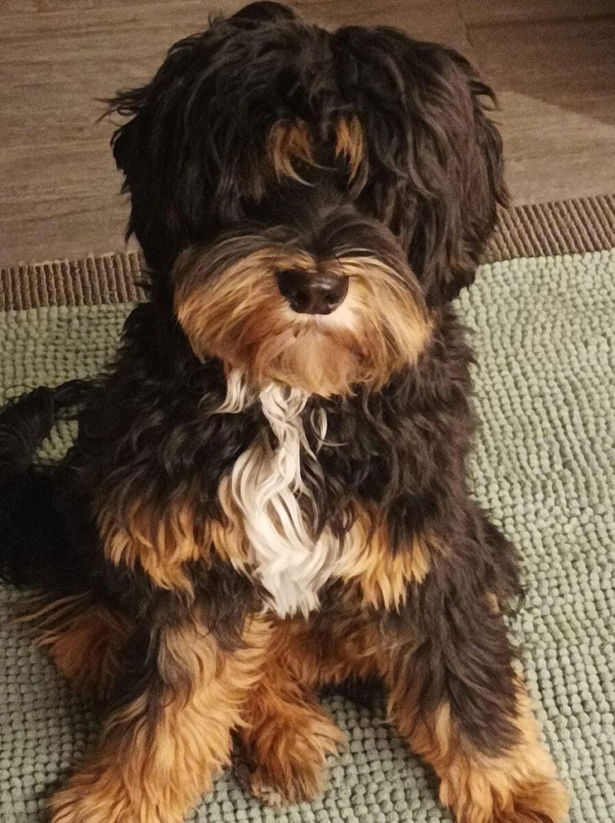 Australian Labradoodles - Phil